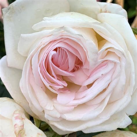 Top Cream Hybrid Tea Rose Sooner Plant Farm