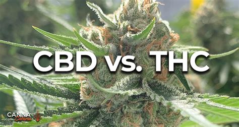 The Basic Principles Of Cbd Vs Thc Differences Benefits And Effects