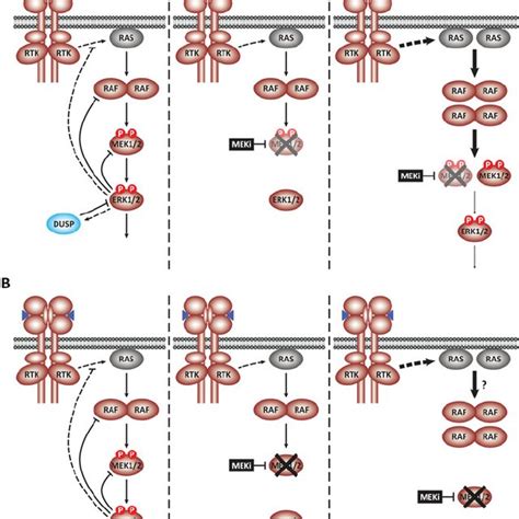 Pdf Intrinsic And Acquired Resistance To Mek1 2 Inhibitors In Cancer