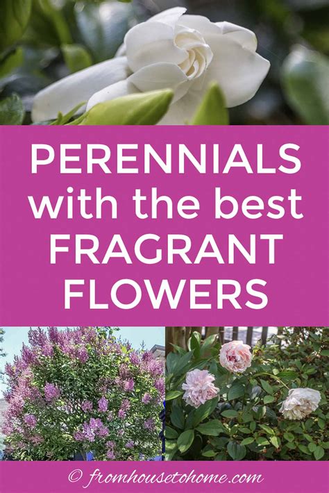 Fragrant Flowers: 10 Perennial Plants With The Most Beautiful Scent - Gardening @ From House To Home