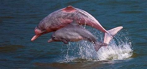 With A Brain Which Is 40 Percent Larger Than That Of The Humans The Pink Dolphin Is Considered