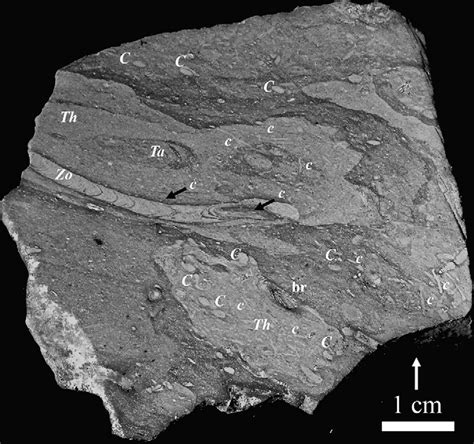 Marl Sample 722 Displays A Very High Degree Of Preserved Trace Fossils