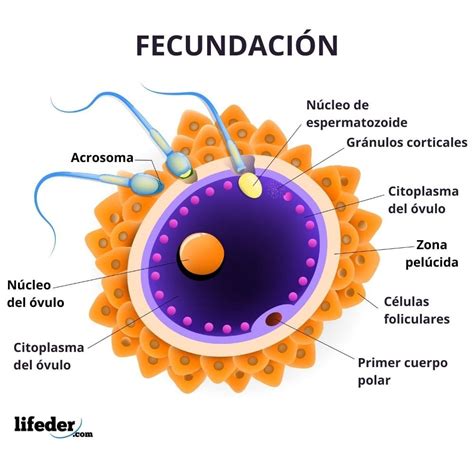 Fecundaci N Humana Qu Es C Mo Ocurre Proceso