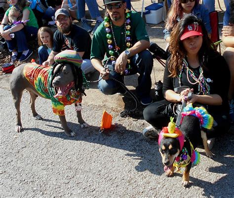 Rasta Dog And Carmen Miranda Dog Mbk Marjie Flickr