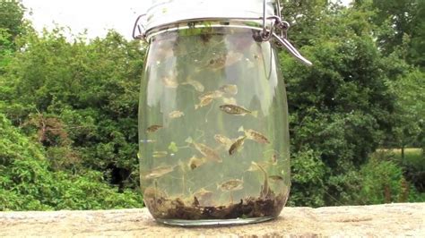 Interesting Fish In A Jar Youtube