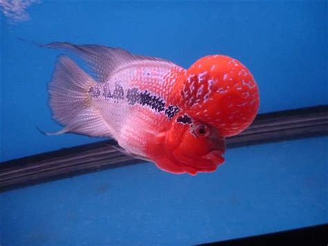 Prasit Tangjitrapitak Flowerhorn Crossbreed Fish