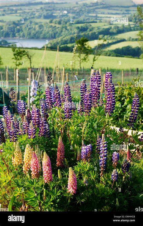 A Bed Of Lupin Flowers Growing In The Countryside Stock Photo Alamy