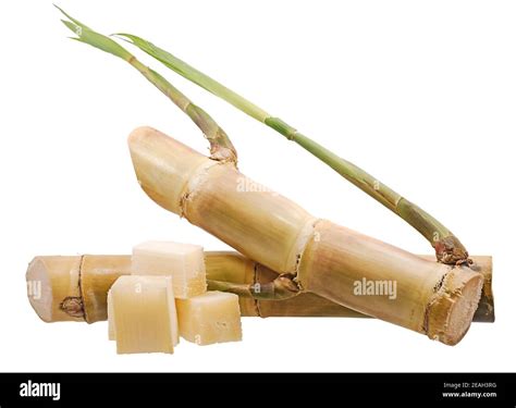 Sugarcane Isolated On White Background Stock Photo Alamy