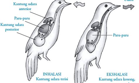 Sistem Pernapasan Hewan Vertebrata Dan Invertebrata Lengkap Anto Tunggal