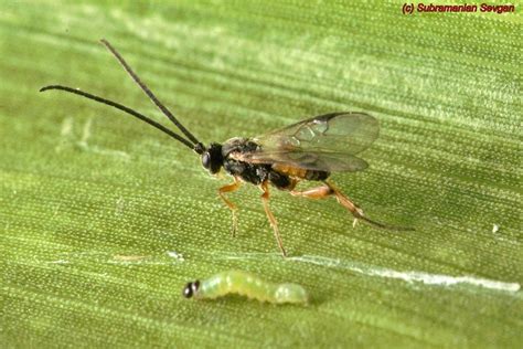 Cotesia Icipe From Kasarani Nairobi Kenya On March At