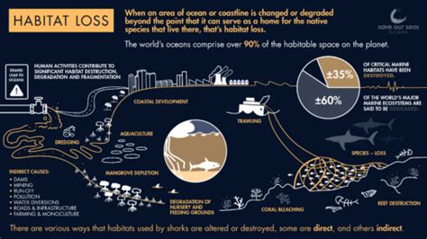 How Does Habitat Loss Affect Sharks And Rays Save Our Seas Foundation