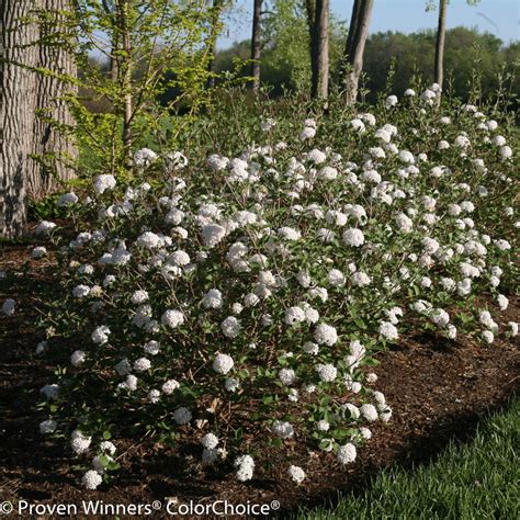 Viburnum Carlesii Smvcb Midwest Groundcovers Llc