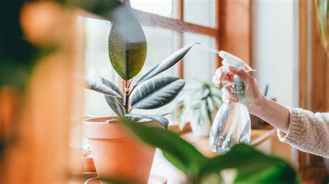 Cuál es la planta aromática que debes poner en las ventanas para atraer