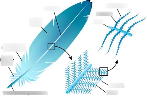 Bird Feathers Diagram | Quizlet