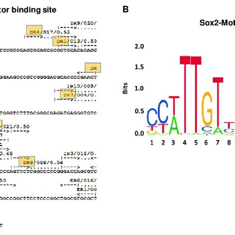 Transcription Factor Binding On MiR193a Promoter A DR1 DR3 And DR4