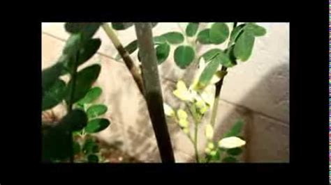 Moringa Oleifera Flowers Uses The Miracle Tree Youtube