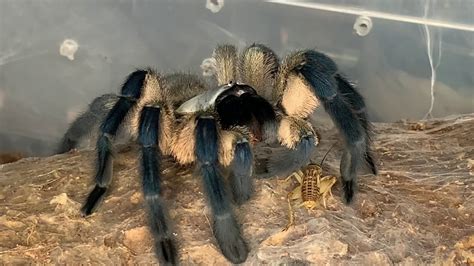 Feeding A Few Beautiful Tarantulas Youtube