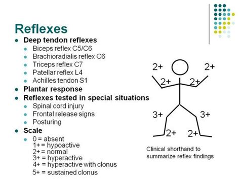 reflexes nerve roots - Google Search