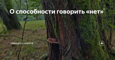 О способности говорить «нет» | Принцесса мапуче | Дзен