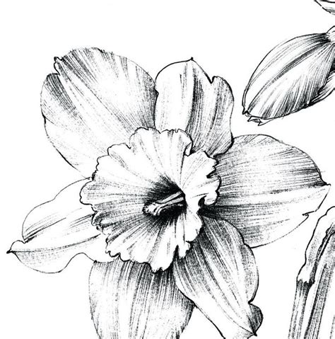 Narcissus Sketch Daffodil Line Drawing December Birth Etsy In 2023