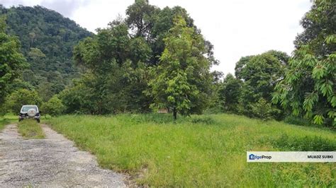 Tanah Dusun Durian Kelapa Sawit Cameron Highland Pahang 550 Ekar