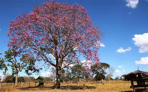 Caliandra do Cerrado Espetáculo no Cerrado a florada do ipê rosa