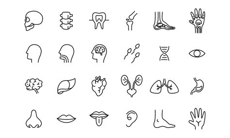 Human Organ Icon Illustration Design Simple Internal Organs Related