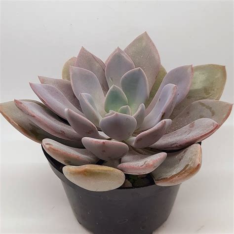 SP Garden Center Suculenta Graptoveria Debbie