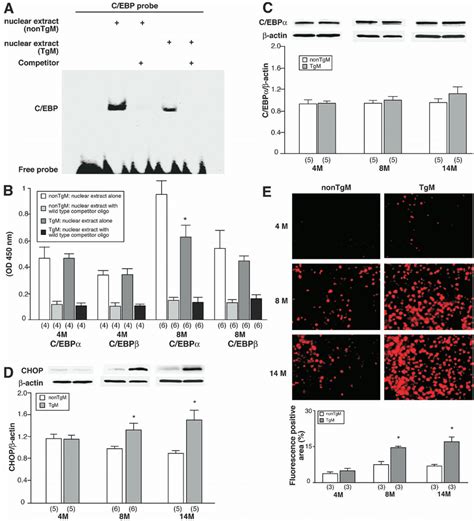 C Ebp Binding Activity C Ebp Expression Chop Expression And Ros