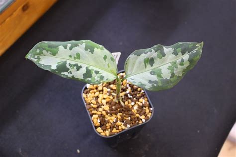 Yahoo オークション LA便Aglaonema pictumしるばらいん Aceh s