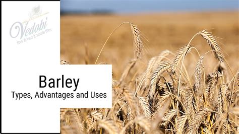 Vedobi Barley Types Advantages And Uses