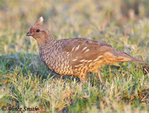 Scaled Quail - Callipepla squamata - Information and Photos