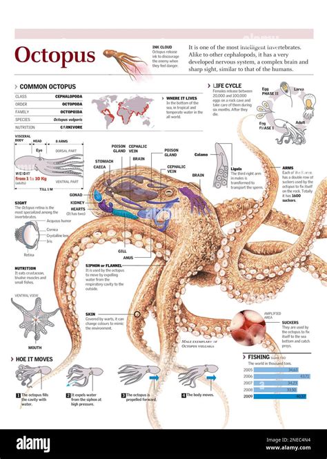 Infografía de la distribución anatomía ciclo de vida dieta y