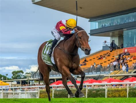 Twin Hills Mares In Foal To Too Darn Hot Twin Hills Stud