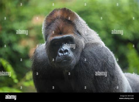 Portrait Of A West Lowland Silverback Gorilla Stock Photo Alamy