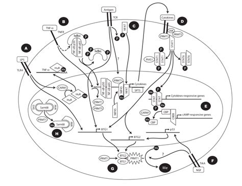 Arginine Methylation In Signaling Cascades A Binding Of Download Scientific Diagram