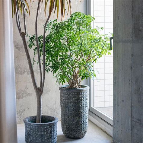 Two Potted Plants Sitting Next To Each Other On A Window Sill Near A Door