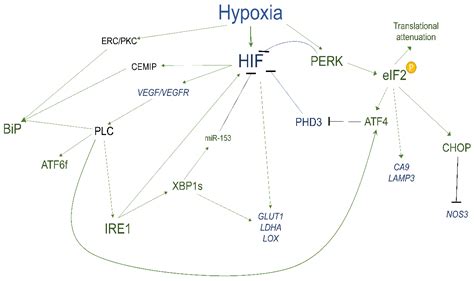 Cancers Free Full Text The Role Of The Hypoxia Related Unfolded