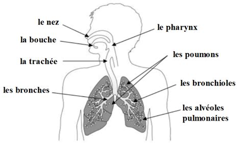 La Respiration