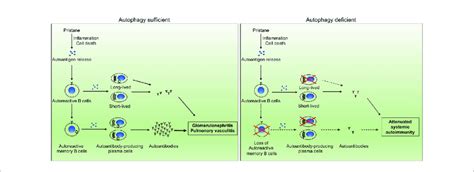 Schematic Representation Of The Impact Of Autophagy On Autoantibody