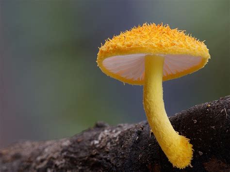 La Belleza Del Reino Fungi Steve Axford Cultura Colectiva Stuffed Mushrooms Mushroom