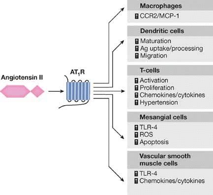 The Role Of Ang Ii On Tissue Inflammation Angiotensin Ii Via At