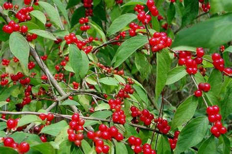 Amur Honeysuckle Bush Seeds Lonicera Maackii