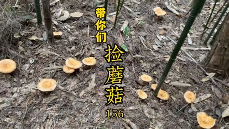 天气不错、上山捡蘑菇、捡枞菌捡到爽、超漂亮的蘑菇 Youtube