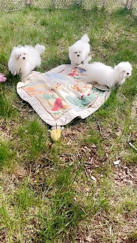 Royal House Of Maltese (@royalhouseofmaltese) • Instagram photos and videos