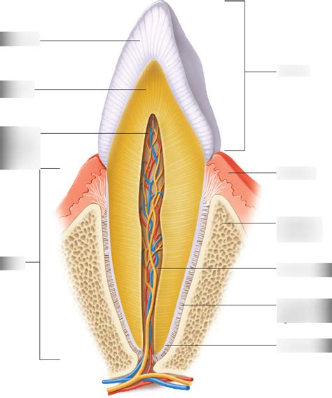 Tooth Diagram Quizlet