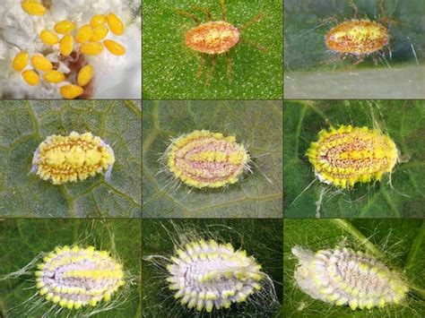 How To Identify And Control Scale Insects Gardeners Path