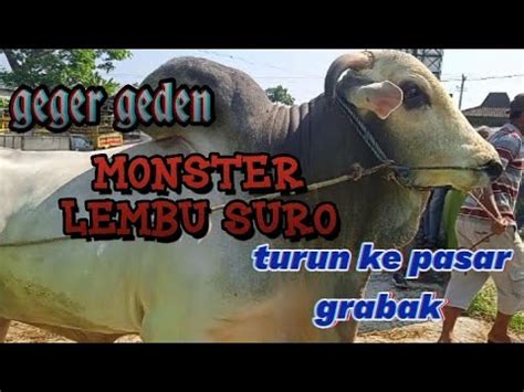 Geger Geden Sapi Jumboturun Pasar Sapi Super Jumbo Youtube