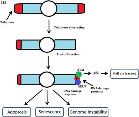 Syndromes Associated with Telomere Shortening | IntechOpen