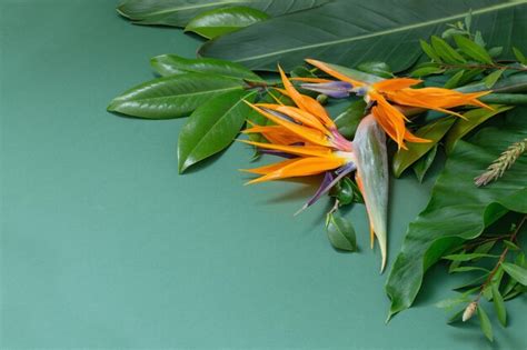 Flores exóticas tropicales y hojas sobre fondo verde Foto Premium